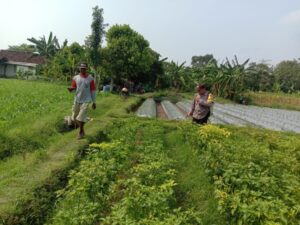 Polsek Ngronggot Dorong Ketahanan Pangan di Desa Dadapan