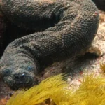 Rekaman Langka Ular File Laut di Taman Nasional Komodo