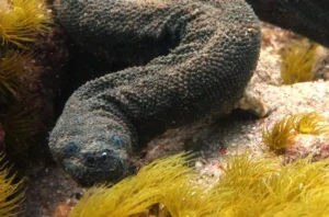 Rekaman Ular Langka di Taman Nasional Komodo