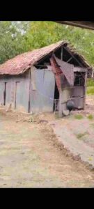 Angin Puting Beliung Terjang Dusun Rabasan Timur Camplong Sampang, Rumah Warga Rusak – Masyarakat Harap Pemerintah Segera Turun Tangan