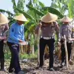 Polres Pelabuhan Tanjung Perak Perkuat Ketahanan Pangan Lewat Tanam Raya Jagung di Kenjeran
