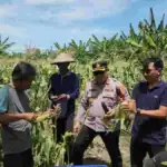 Sinergi Polisi dan Petani, Polres Pelabuhan Tanjung Perak Panen Jagung Pulut Ketan Ungu