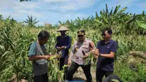 Sinergi Polisi dan Petani, Polres Pelabuhan Tanjung Perak Panen Jagung Pulut Ketan Ungu