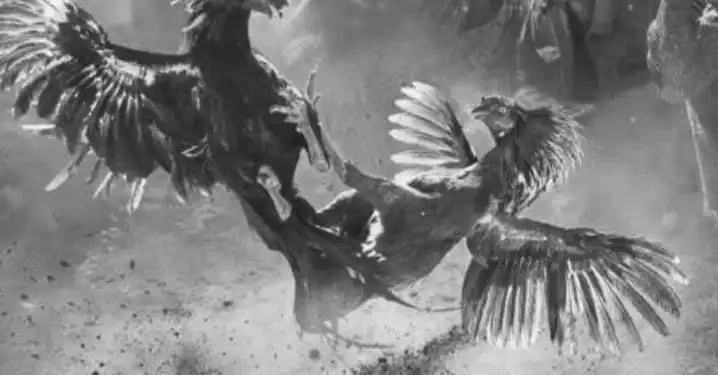 Dugaan Sabung Ayam di Wadung Disorot, Aparat Diminta Tak Tutup Mata