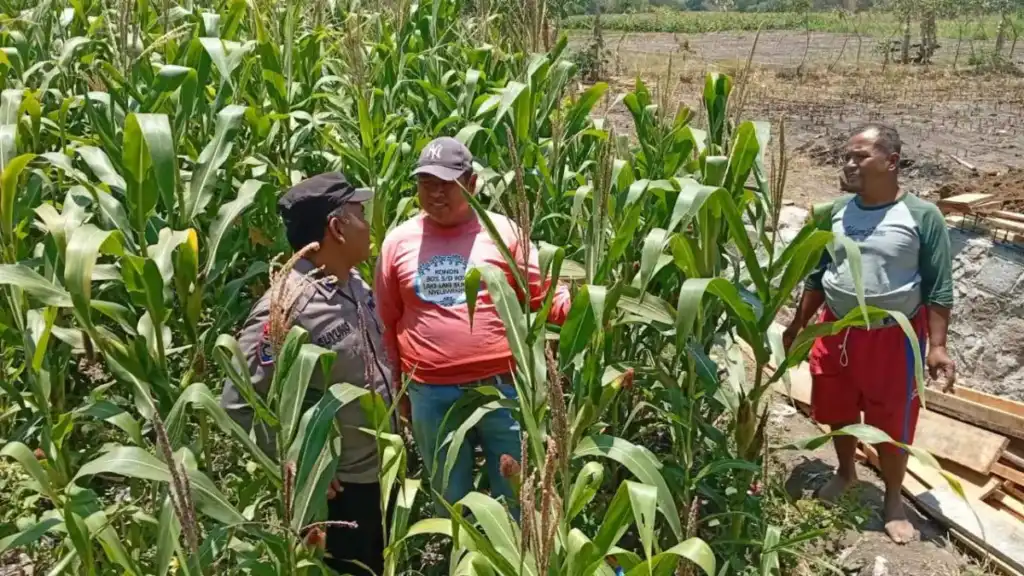 Polsek Sukorejo Dampingi Kelompok Tani