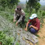 Polsek Nongkojajar Dukung Ketahanan Pangan Nasional