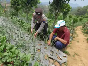 Polsek Nongkojajar Dukung Ketahanan Pangan Nasional
